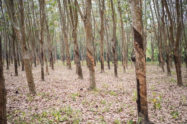 ขายที่พร้อมต้นยางอายุเกิน20ปี.