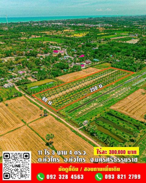 ขาย ที่ดิน สวนปาล์ม❗11 ไร่ 3 งาน 4 ตร.ว. ✅โฉนดครุฑแดง นส4จ ไร่ละ 300,000 บาท ต่อรองได้ #พิกัด ใกล้ วัดหัวลำภู หัวไทร 11 ไร่ 3 งาน 4 ตร.วา