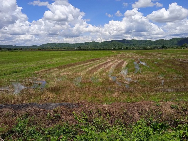 ขายที่ดิน อำเภอเวียงชัย จังหวัดเชียงราย.