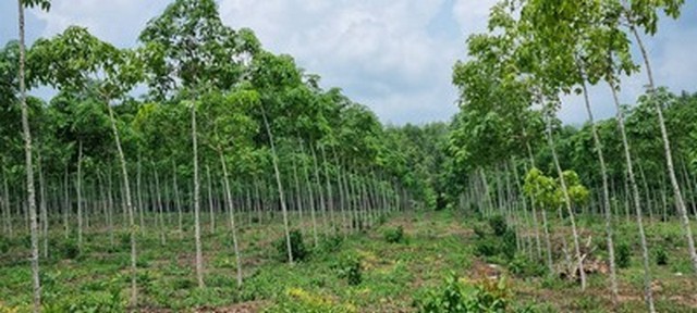 ขายที่ดินพร้อมสวนยาง 41ไร่ ในตัวเมืองจังหวัดตราด ใกล้ตลาด .