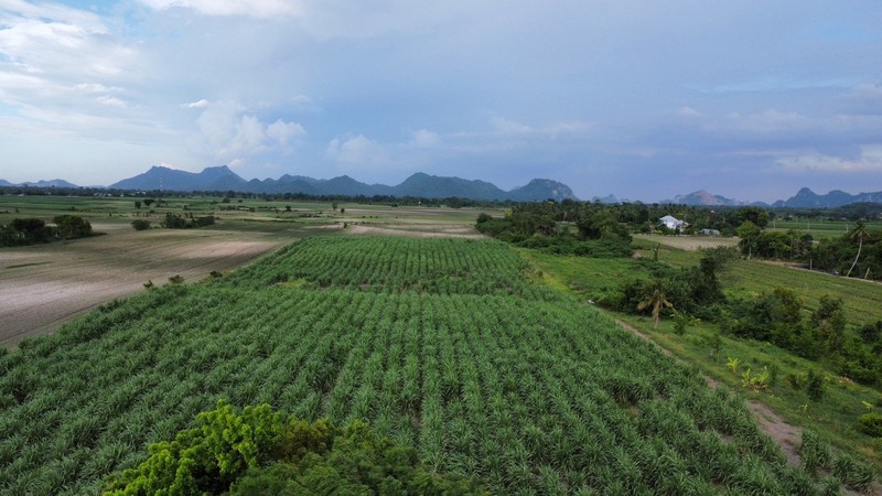 ขายที่ดิน 25 ไร่ ริมถนนซอยพิบูลย์อนุสรณ์ พระพุทธบาท สระบุรี.