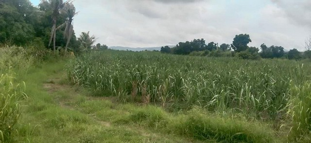 ขายที่ดินพานทองหนองหงษ์.