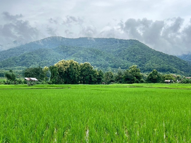 ที่ดิน...วิวดอยภูคา...ใกล้แหล่งชุมชน...ใกล้แหล่งท่องเที่ยว  .