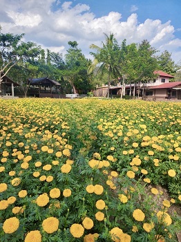 ที่ดิน พร้อม รีสอร์ต แม่ริม เชียงใหม่ บรรยากาศธรรมชาติ ติดภูเขา  .