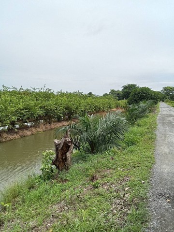 ขายที่ดินแบ่งขาย อำเภอหนองแค สระบุรี 25ไร่  .