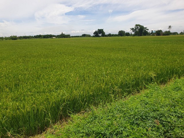 ขายที่ดินขนาด 2 แปลง ตำบล อำเภอ ดอนเจดีย์ จังหวัด สุพรรณบุรี  .