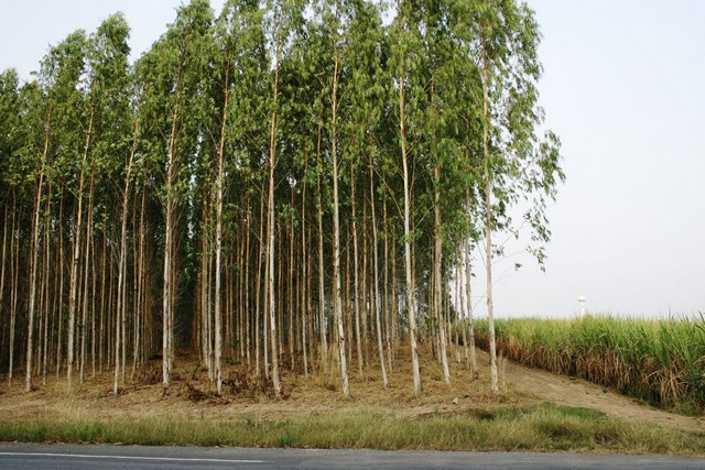 ขายที่สวนยูคาลิปตัส เนื้อที่ 20 ถึง 50 ไร่ ต.ลาดตะเคียน  จ.ปราจีน  .