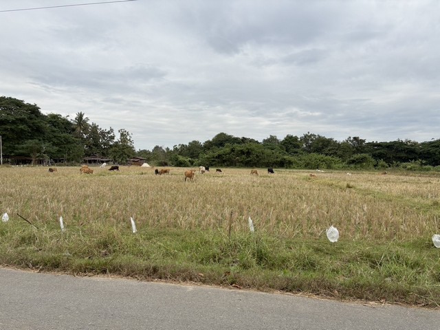 ขายที่ดินจัดสรรและบ้านสั่งสร้าง โครงการจันทร์ดีโฮม อำเภอเมืองแพร่  .