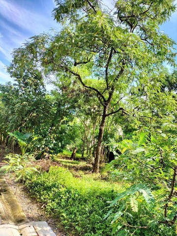 ขายที่ดิน 2 แปลง 121 ตร.ว สุขุมวิท 101/1 ในซอยวชิรธรรมสาธิต51  .