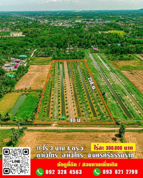 ขาย ที่ดิน สวนปาล์ม❗11 ไร่ 3 งาน 4 ตร.ว. ✅โฉนดครุฑแดง นส4จ ไร่ละ 300,000 บาท ต่อรองได้ #พิกัด ใกล้ วัดหัวลำภู หัวไทร 11 ไร่ 3 งาน 4 ตร.วา