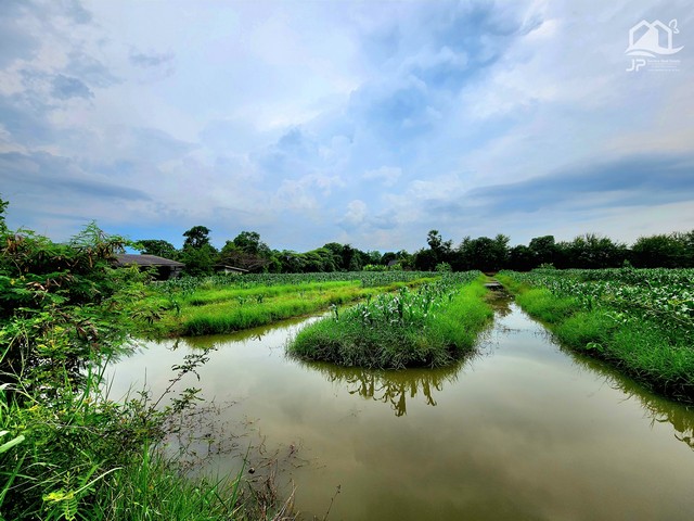 ขายที่ดินติดถนนลาดยางเรียบคลอง คลอง 11 หนองเสือ .