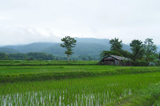 ที่ดินแปลงสวย...วิวดอยภูคา...ใกล้แหล่งท่องเที่ยวชื่อดัง อ.ปัว  .