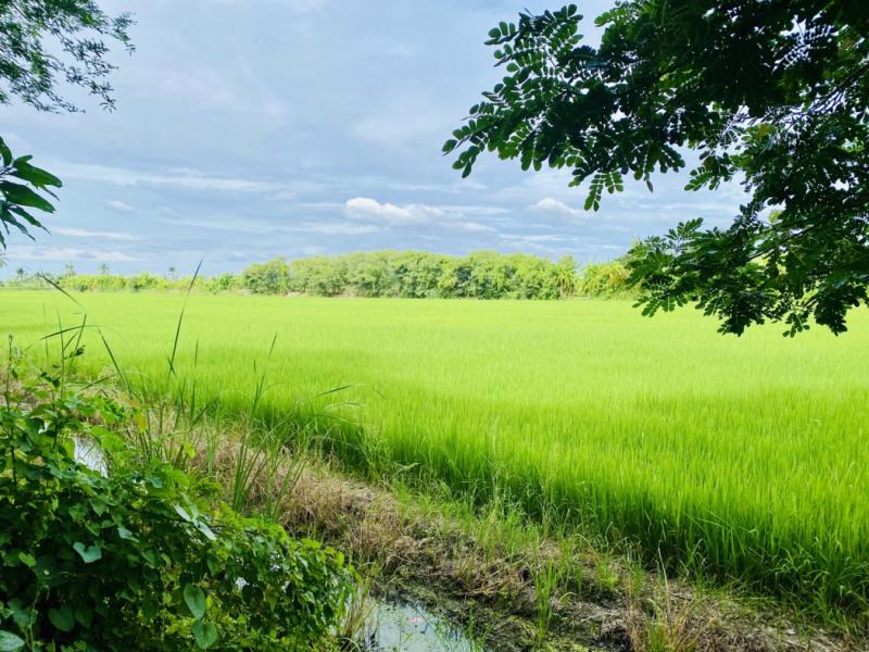 ขาย ที่ดิน บางใหญ่ คลองถนน เนื้อที่ 38 ไร่ 12 ตรว