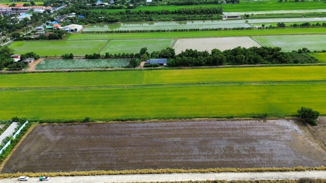 ขายที่ดิน คลองห้า ซอยกลั่นกรอง ตะวันตก  อ.คลองหลวง จ.ปทุมธานี   .