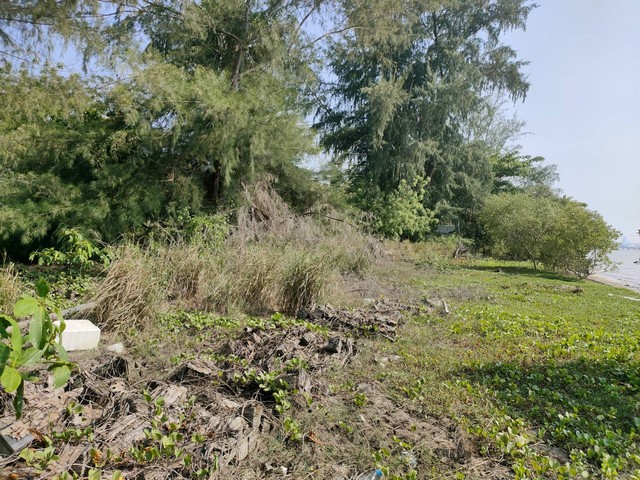 ขายที่ดินแปลงสวย  ติดทะเลพัทยา (หาดกระทิงลาย) 557 ตรว   .