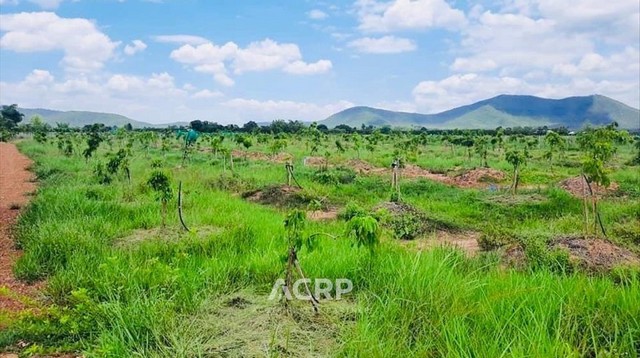 ขายที่ดิน ตำบลมะเขือแจ้ เมืองลำพูน  ขนาด 15 ไร่  .