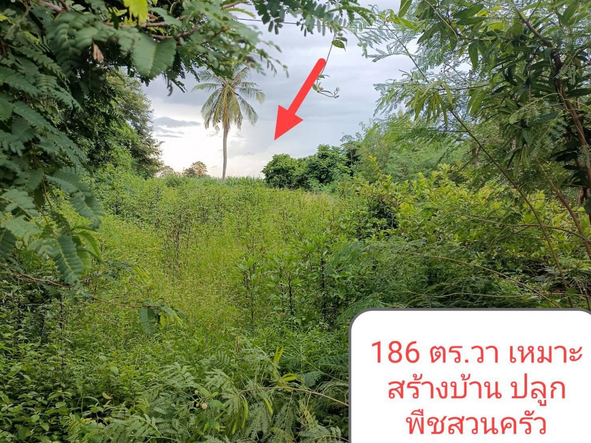 ที่ดินแปลงสวย น้ำไฟพร้อม 165,000 ฟรีโอน ต่อรองได้!!!!