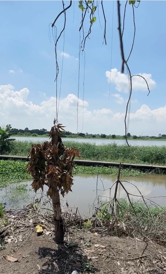 ขาย ที่ดิน หลังมอเอแบคบางนา สนามกอล์ฟสุภาพฤกษ์ เข้าออกได้2ทาง บางนาตราด และลาดกระบัง. 18 ไร่ 1 งาน 67 ตร.วา ในอนาคตจะมีทางหลวงชนบท4 เลน