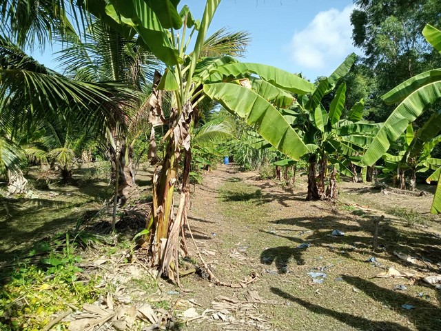 ขายที่ดินใกล้อนามัยบ้านร่องย้าง ตำบลลอ อำเภอจุน จังหวัดพะเยา   .