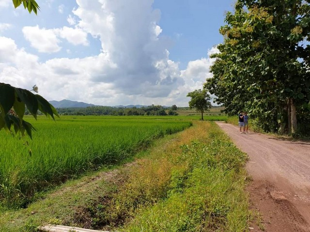 ขายที่ดินพร้อมต้นสัก 40 ต้น อำเภอแม่จัน เชียงราย  .