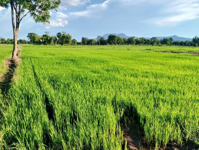 ที่ดินเปล่า 3  ไร่   ติดถนน  วิวสวย  ต.เมืองเก่า อ.เมือง  จ.สุโขท  .