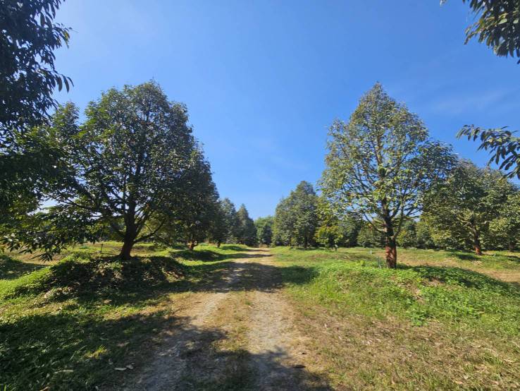 ขายสวนทุเรียน บ้านสะพานเลือก ตำบลทุ่งเบญจา อำเภอท่าใหม่ จันทบุรี