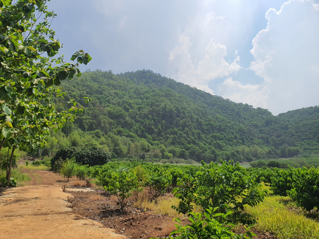 ขาย ที่ดิน เขาใหญ่ ต.​หนองน้ำแดง​ อ.ปากช่อง 11 ไร่ ​ด้านหลังติดภูเขา น่าอยู่มาก​