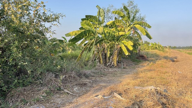 ที่ดินคลอง 8 เลียบคลองฝั่งตะวันตก หนองเสือ ปทุมธานี.