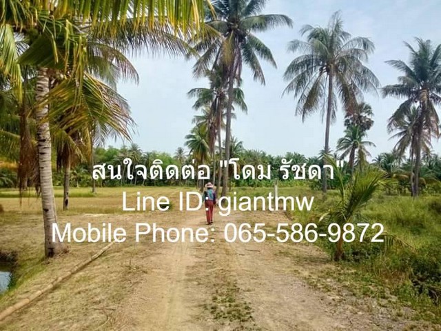 ขายที่ดินสวนมะพร้าวติดคลองสาธารณะ (กุยบุรี จ.ประจวบฯ.) 5-2-20.4 ไ.