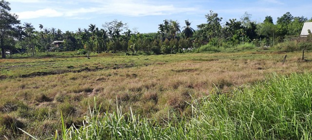 ขายที่ดินเปล่าติดถนนคอนกรีตใกล้ ม.วลัยลักษณ์ ท่าศาลา จ.นครศรีธรรม.