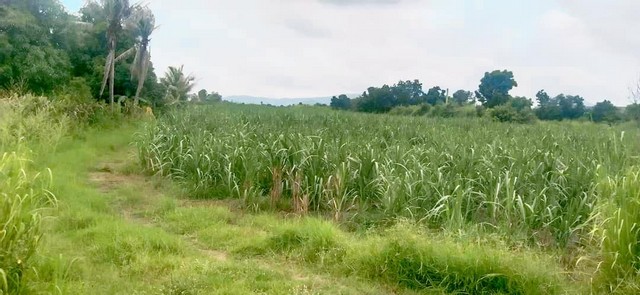 ขายที่ดินพานทองหนองหงษ์.