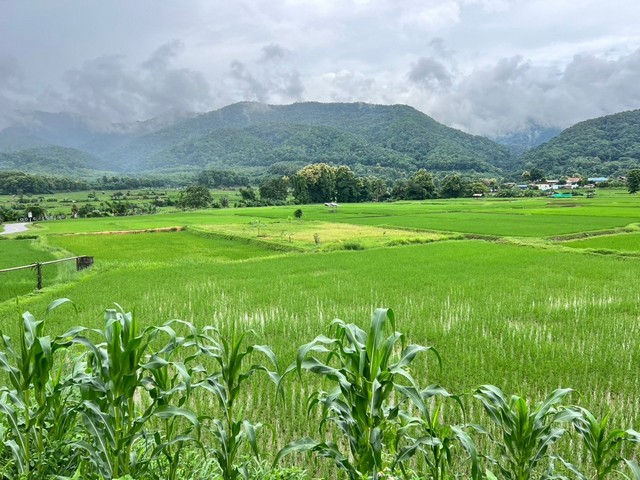 ที่ดิน...วิวดอยภูคา...ใกล้แหล่งชุมชน...ใกล้แหล่งท่องเที่ยว  .