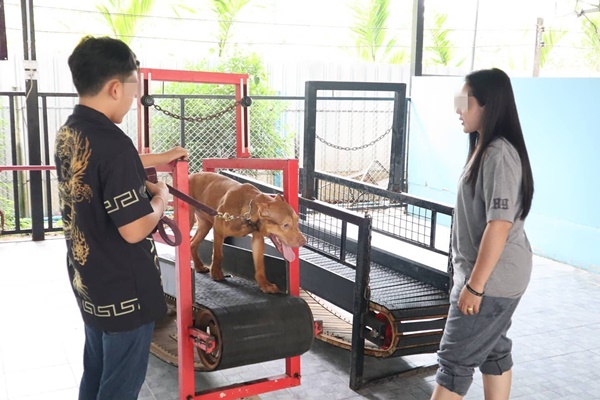 เซ้งกิจการ โรงเรียนฝึกสุนัขและแมว หาดใหญ่.