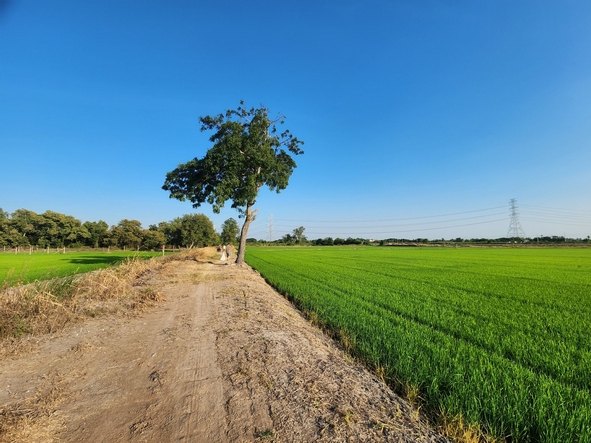 ขายที่ดิน ไทรน้อย ใกล้ถนนบางบัวทอง-สุพรรณบุรี  10 ไร่ กว้าง 126 เ  .