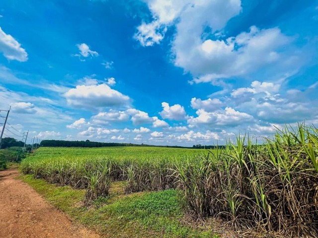 ขายที่ดินเปล่า หนองเสือช้าง หนองใหญ่ ชลบุรี   .