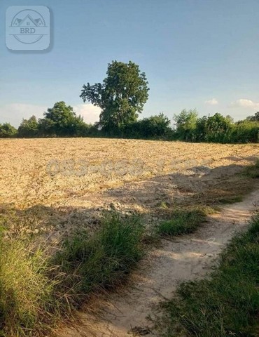 Yellow land for sale, area 1,114 rai, Nong Irun, Ban Bueng, Chonb  .