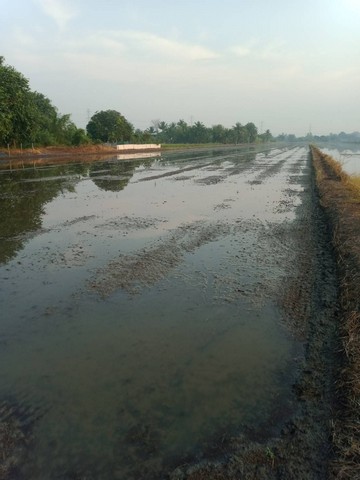 ขายที่ดิน ที่ดินติดถนน ไทรน้อย  นนทบุรี  .