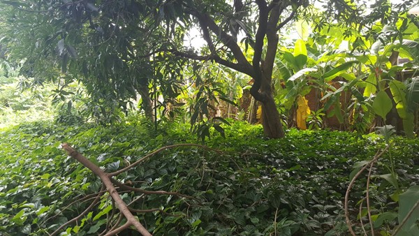 ขายที่ดิน 397 ตรว. ถมแล้ว สุขุมวิท 50 ซอยสวัสดี พระโขนง กรุงเทพ พื้นที่สีส้ม บรรยากาศดี เหมาะสร้างบ้านหรู ซื้อลงทุน โทร 0999568316