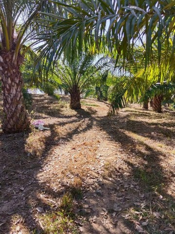 ขายที่ดินพร้อมสวนปาล์ม 1,200 ต้น จำนวน 70 ไร่ อำเภอหล่มเก่า 