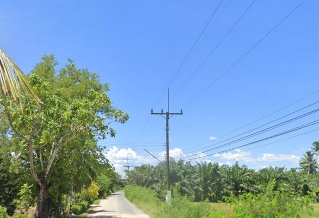 ขายที่ดินสวนเกษตร (ยาง+มะพร้าว) ต.ชัยบุรี อ.เมืองพัทลุง 7-1-88 ไร.