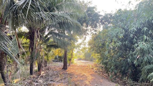 ที่ดินคลอง 8 เลียบคลองฝั่งตะวันตก หนองเสือ ปทุมธานี.