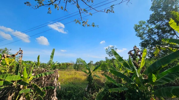 ขายที่ดินเปล่า 188 ตรว. คลอง 12 หนองเสือ ปทุมธานี ใกล้ตลาดบัวหลวง