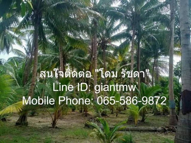 ขายที่ดินสวนมะพร้าวติดคลองสาธารณะ (กุยบุรี จ.ประจวบฯ.) 5-2-20.4 ไ.