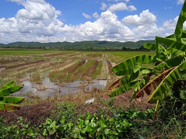 ขายที่ดิน อำเภอเวียงชัย จังหวัดเชียงราย.