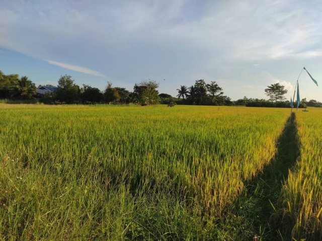 ที่นาวิวสวย  ติดถนน ติดลำเหมือง ใกล้เทศบาลป่าบง สารภี.