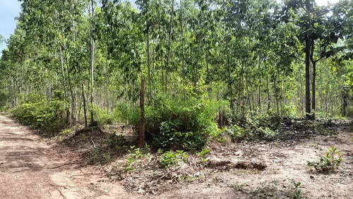 ที่ดินพร้อมสวนป่ายูคาลิปตัส 20-0-18 ไร่ สันป่าตอง นาเชือก มหาสารค.