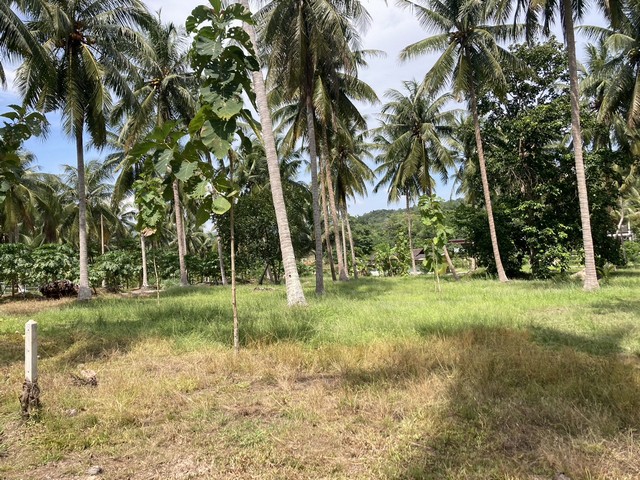 เข้าพรรษาหาทรัพย์ดีประดับบารมี น ขาย ที่ใกล้ทะเล ใกล้หาดสะพลี.