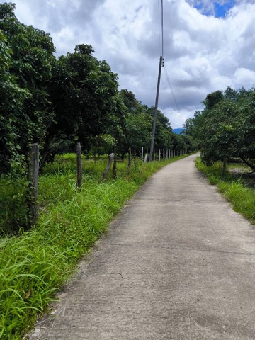 ขายที่ดินพร้อมสวนลำไย อำเภอพร้าว จังหวัดเชียงใหม่   .