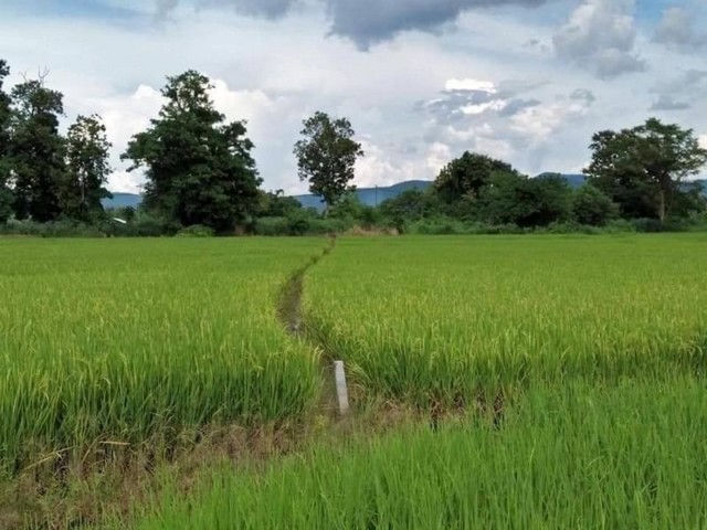 ที่ดินเปล่า เป็นที่นา วิวภูเขาแนวธรรมชาติ ขี้เหล็ก แม่ริม   .