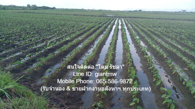 ขายที่ดินเพื่อการเกษตรกรรม 149-0-91.4 ไร่ ต.หนองแก อ.พระพุทธบาท  .